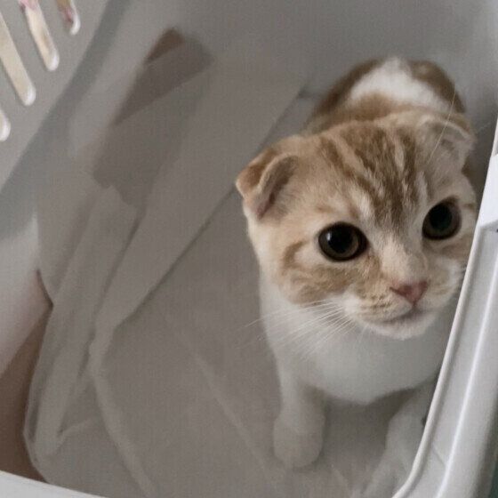 スコティッシュフォールドのうにくん
