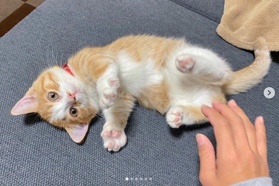 ソファでくつろぐみくるちゃん