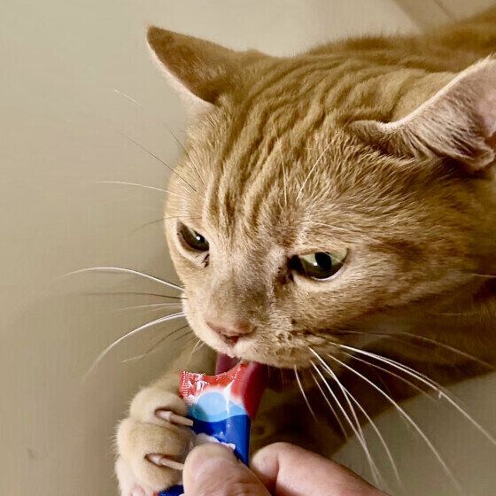 アメリカンショートヘアのペイくん