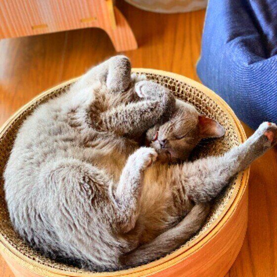 爪とぎ器の中で眠るシャルトリュー