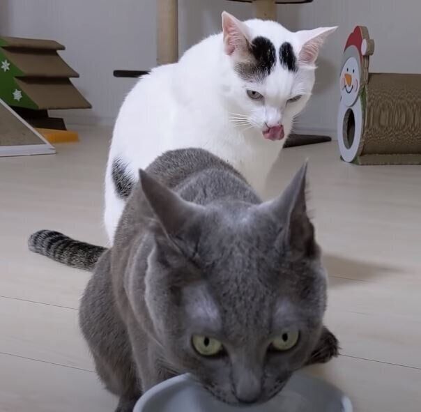 食べ残しを狙う猫