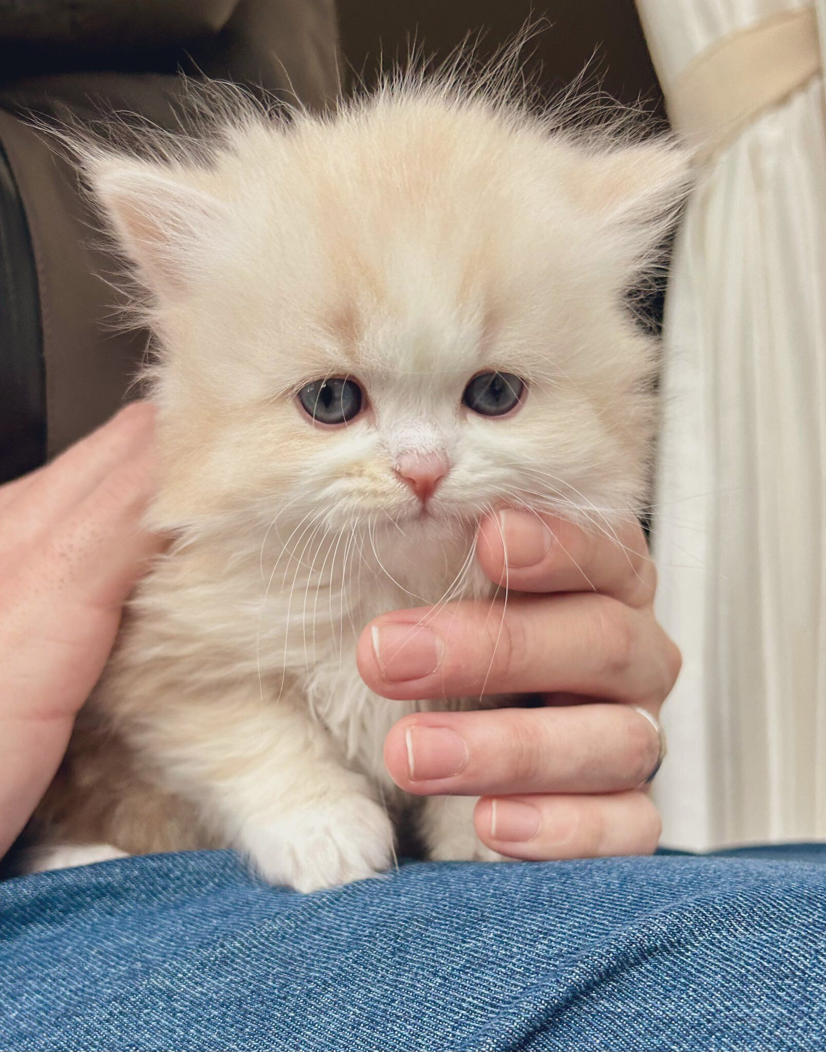 生後1カ月のミヌエットの子猫