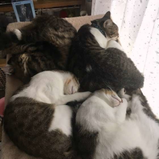 ロールケーキ仕様な猫たち