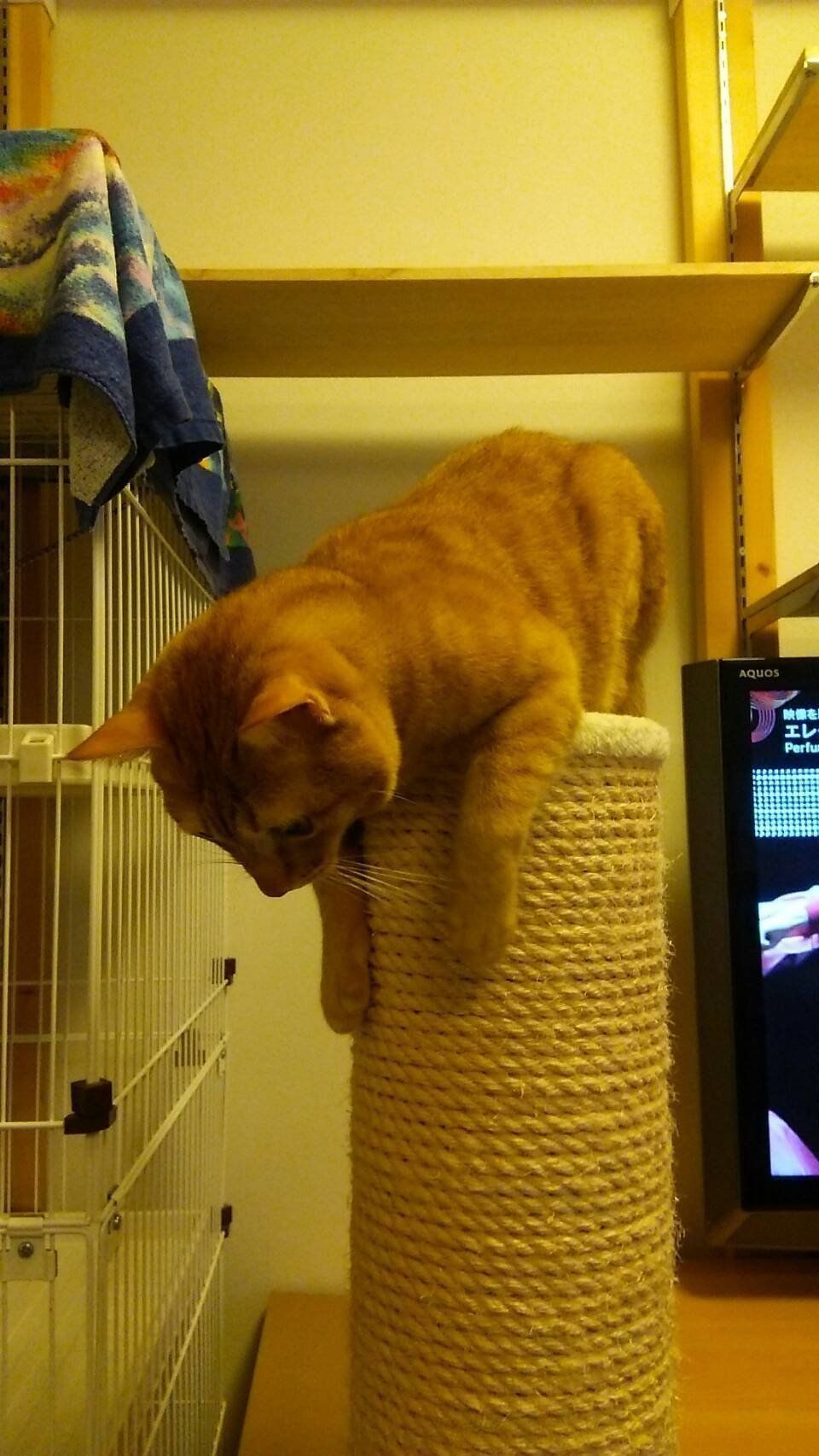 画像／2019年4月号「爪とぎSTYLEBOOK」