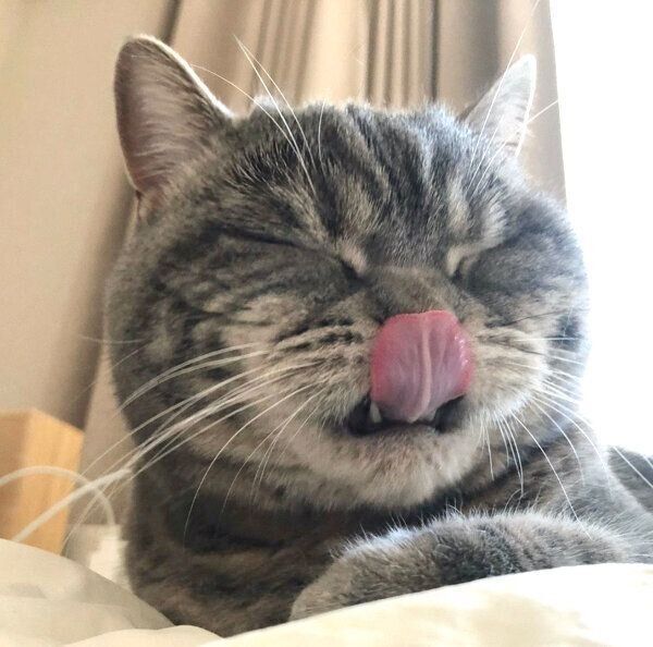 舌を出すぽぺんちゃん