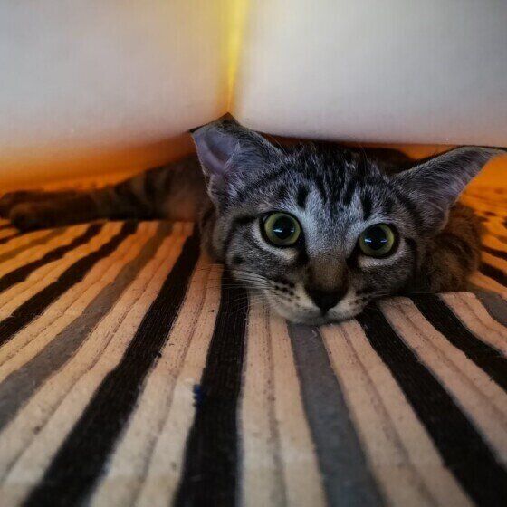 サバトラ アルマちゃん