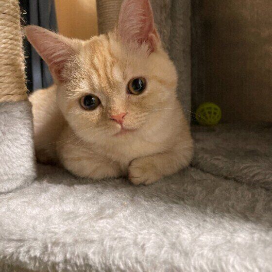 マンチカンのつむぎちゃん