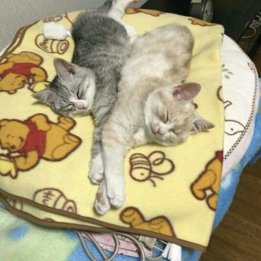 シンクロするモコちゃん