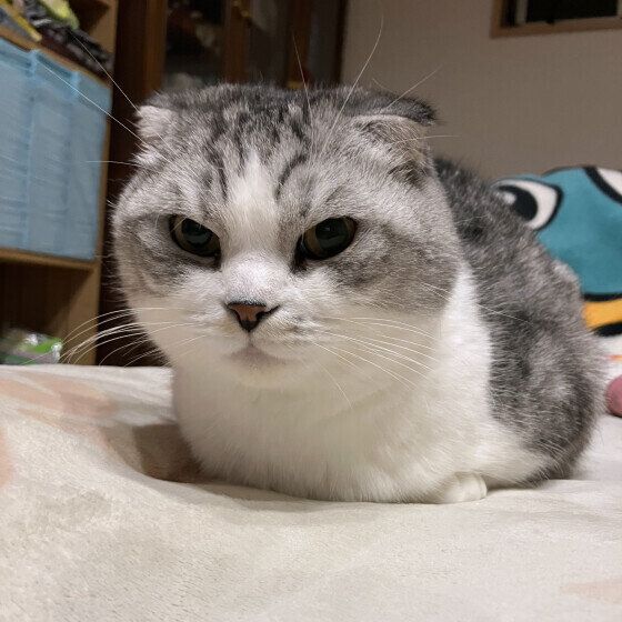 わさび  スコティッシュフォールド  香箱座りしてまったり