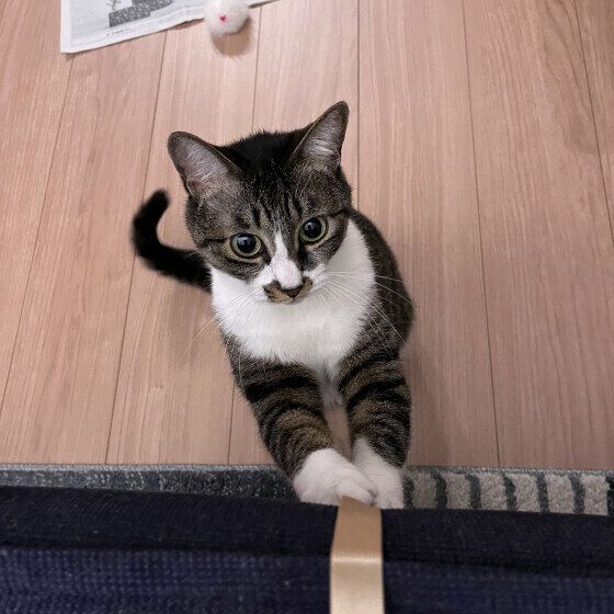 遊んでいるキジトラ猫