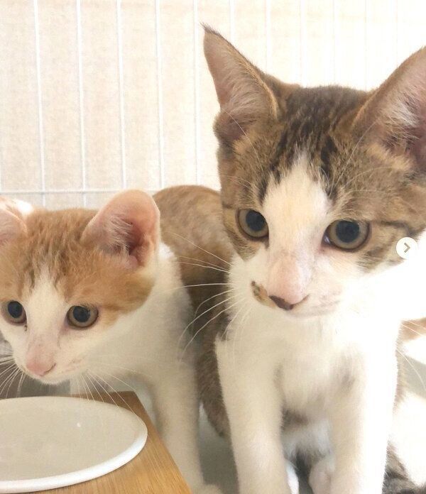 見つめる椋くんと櫁くん