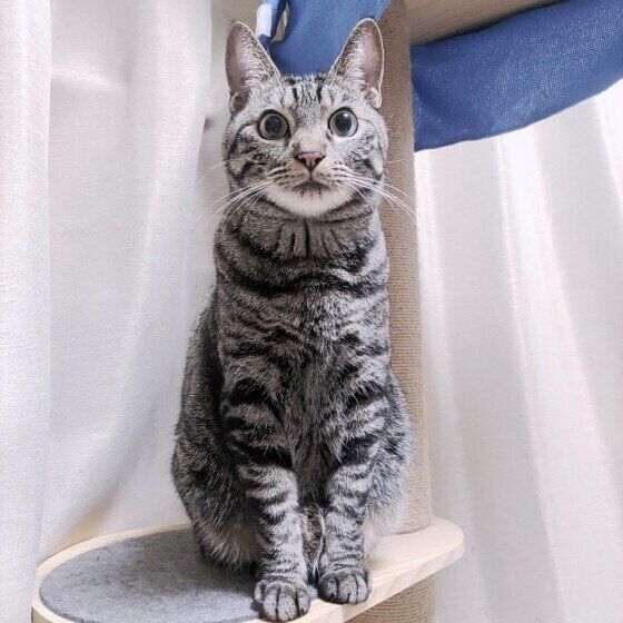 タワーの上でキメ顔をするハロくん