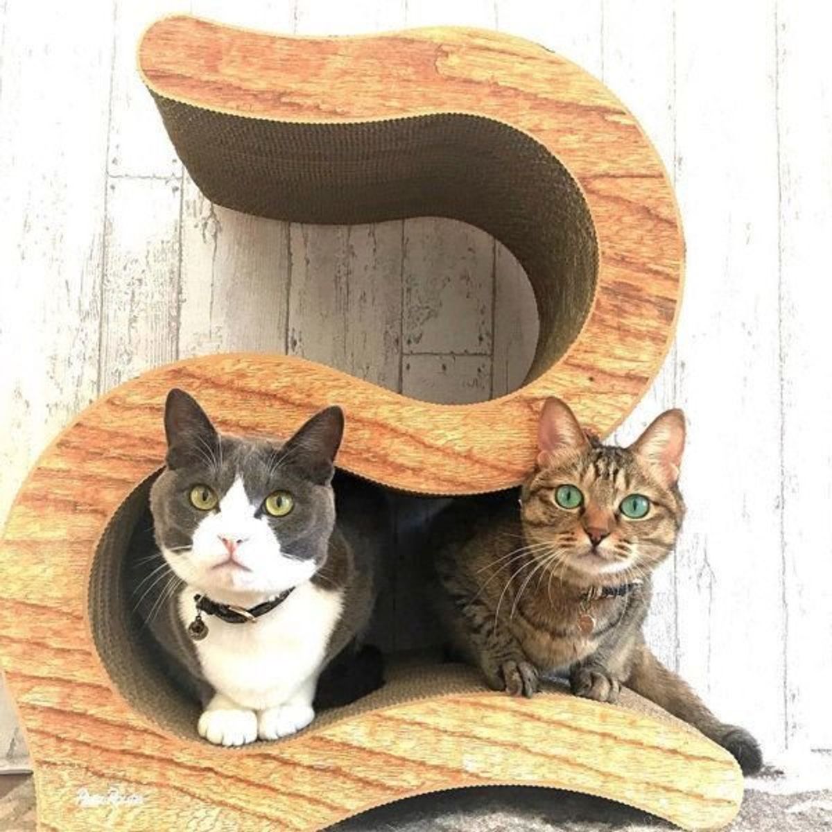 程よい距離感で共同生活 保護猫2匹とワンコの日々を覗いてみた ねこのきもちweb Magazine 程よい距離感で共同生活 保護猫2匹とワンコの日々を覗いてみた ねこのきもちweb Magazine