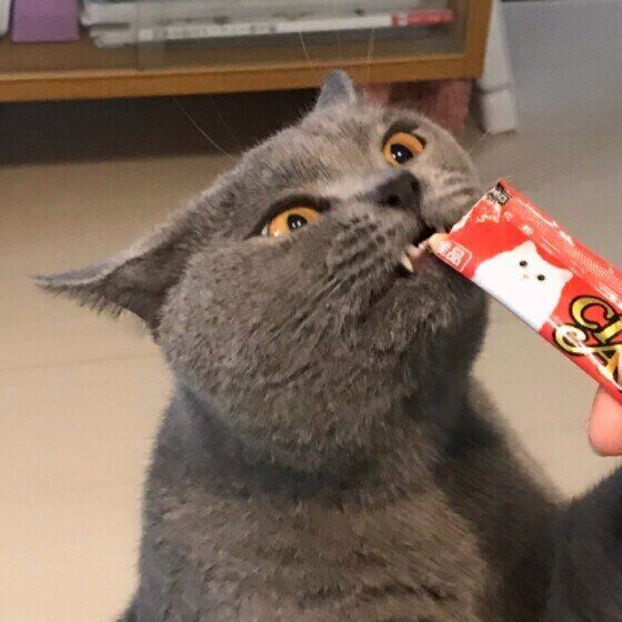 ちゅ〜るを食べるシャルトリュー