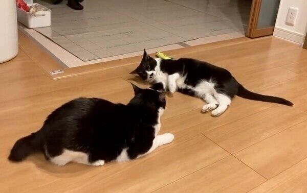 こじろうくんの声にびっくり？