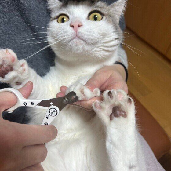 爪切りに耐えるタルくん