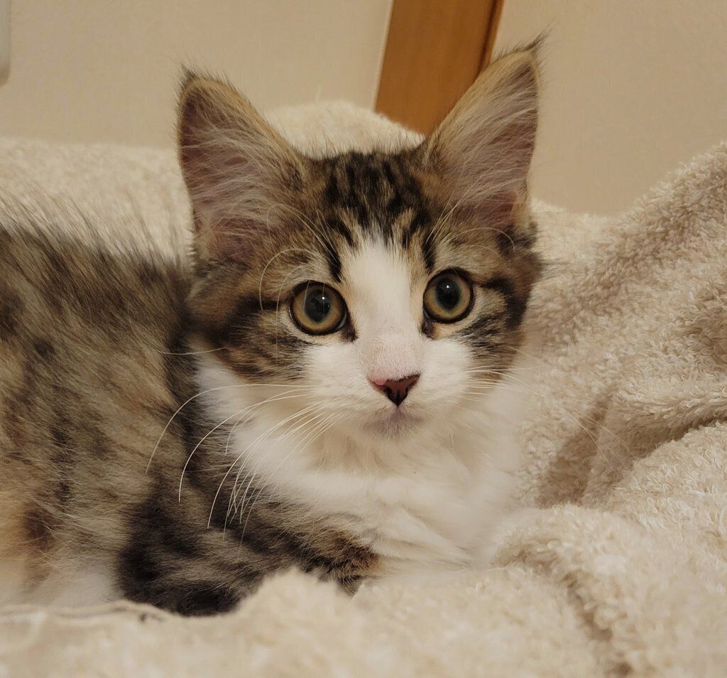 お迎えして間もないころに撮影したノエルくん