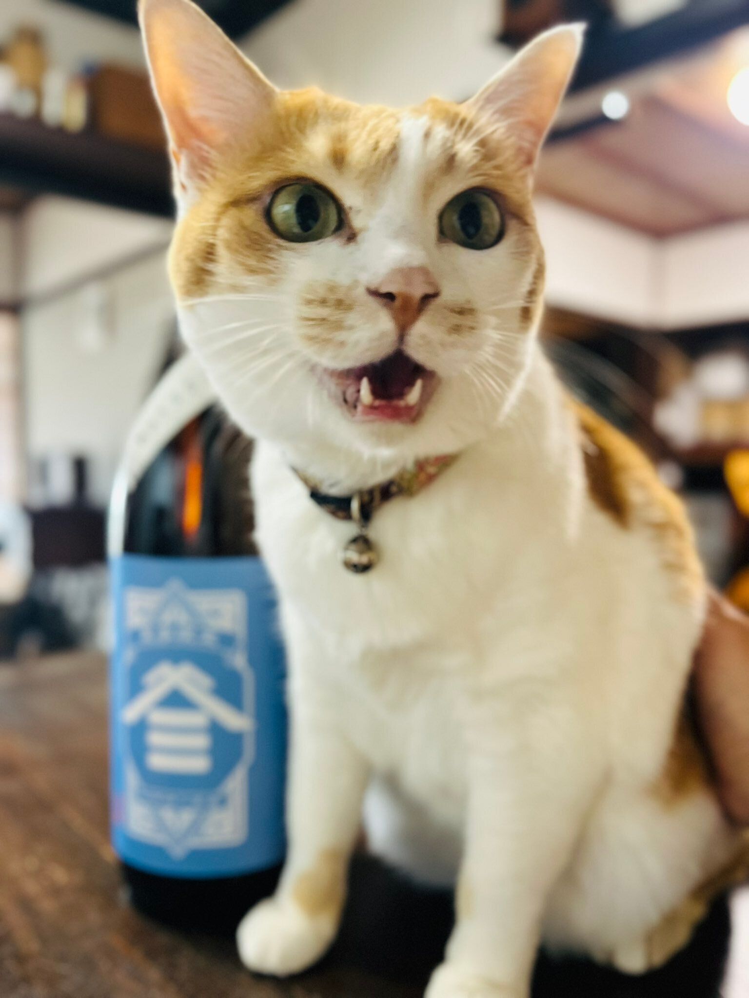飼い主に向かって鳴く猫