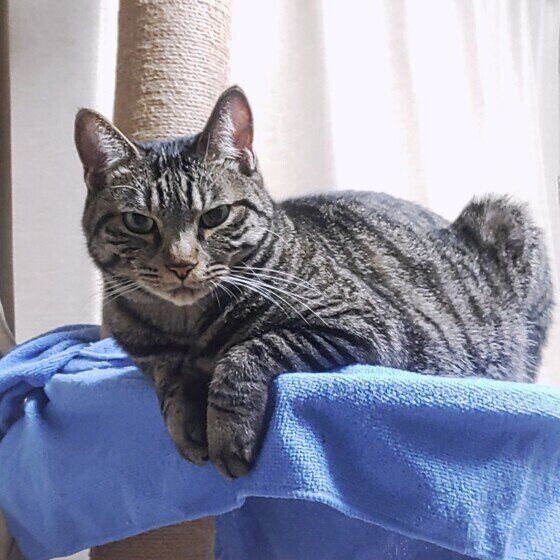 サバトラ猫のハロちゃん