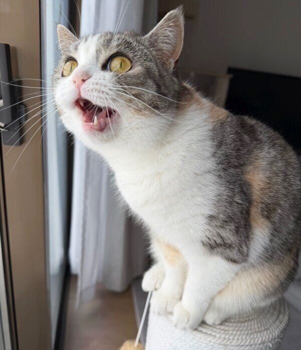 窓の外を見つめる彩春ちゃん
