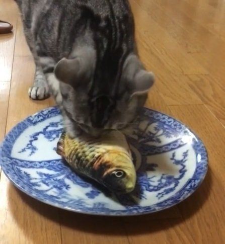 けりぐるみを舐める猫