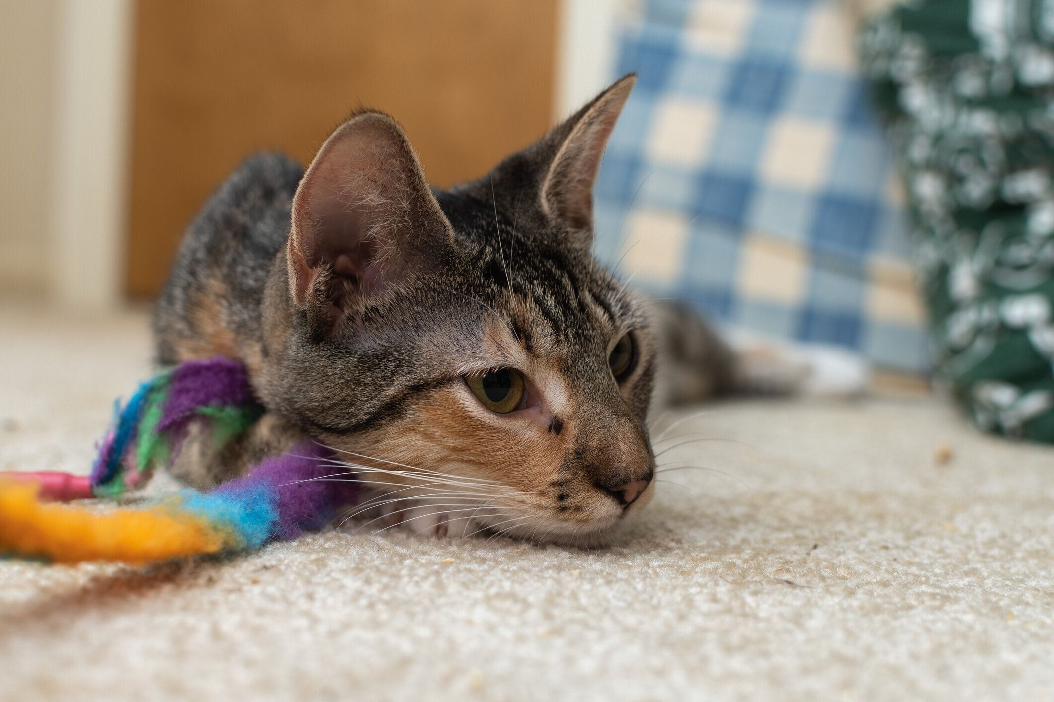 部屋でくつろぐ猫