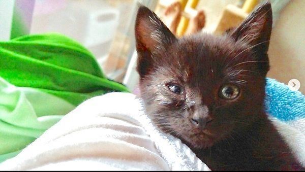 元保護猫・はなびくん