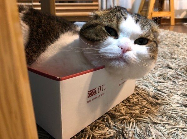 スコティッシュフォールドのゆずくん