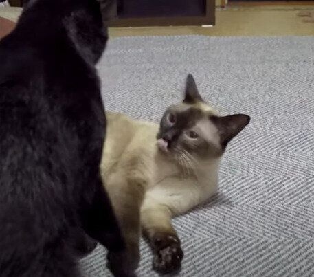 おはぎちゃんとくろみつくん