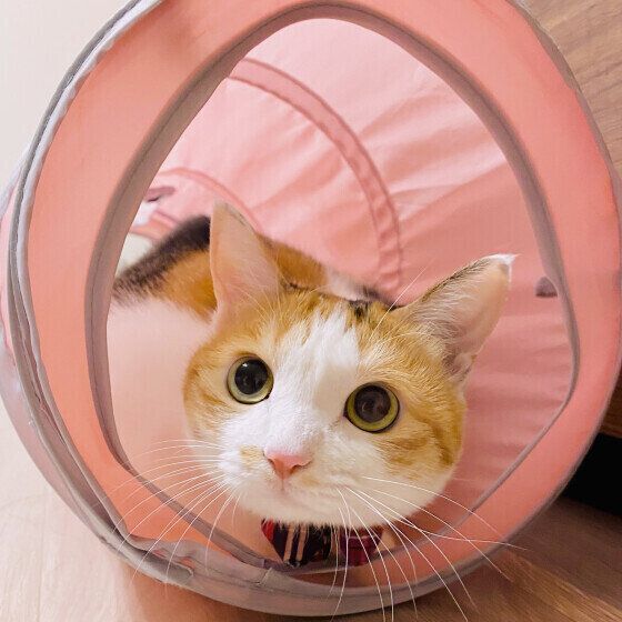 MIXミケの扇ちゃん