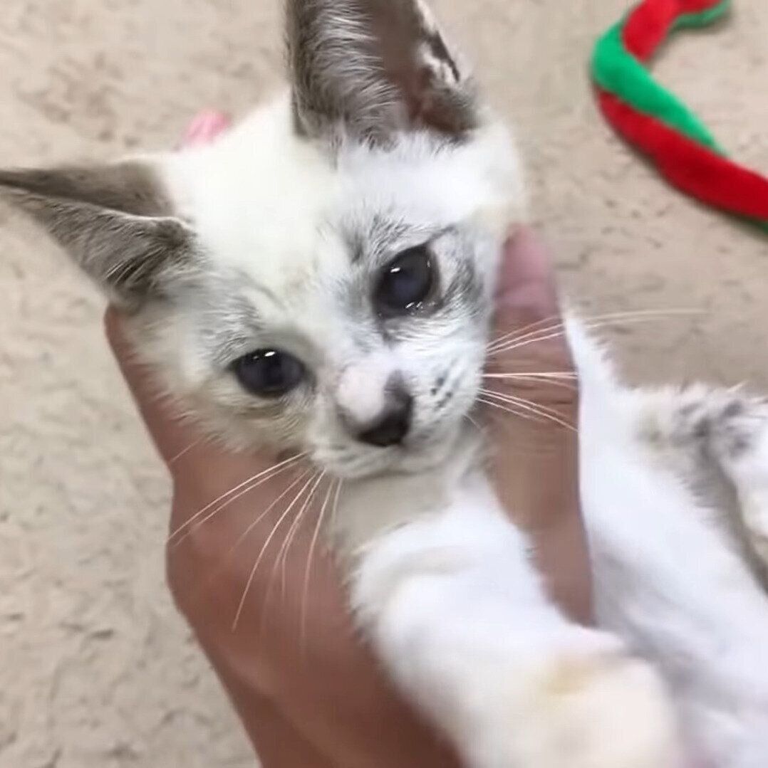 よしよしされているリノちゃん