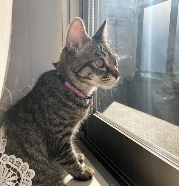 外を見るみぃちゃん