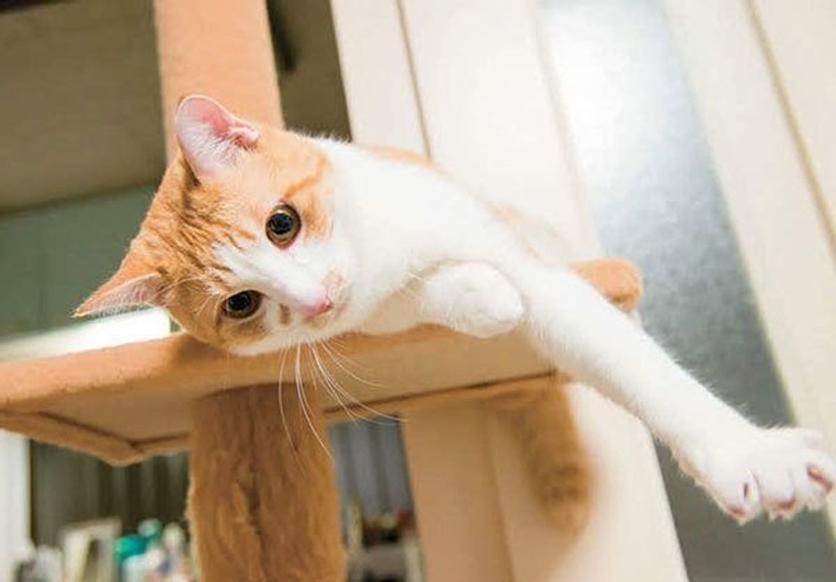 最強猫コンビをもっと知りたい V系バンドマン煉さん 虎徹くんの素顔 ねこのきもちweb Magazine 最強猫コンビをもっと知りたい V系バンドマン煉さん 虎徹くんの素顔 ねこのきもちweb Magazine