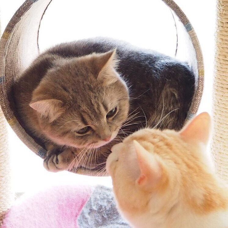 キャットタワーで鼻チューする猫