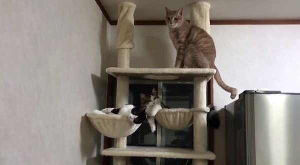 猫じゃらしで遊ぶ猫