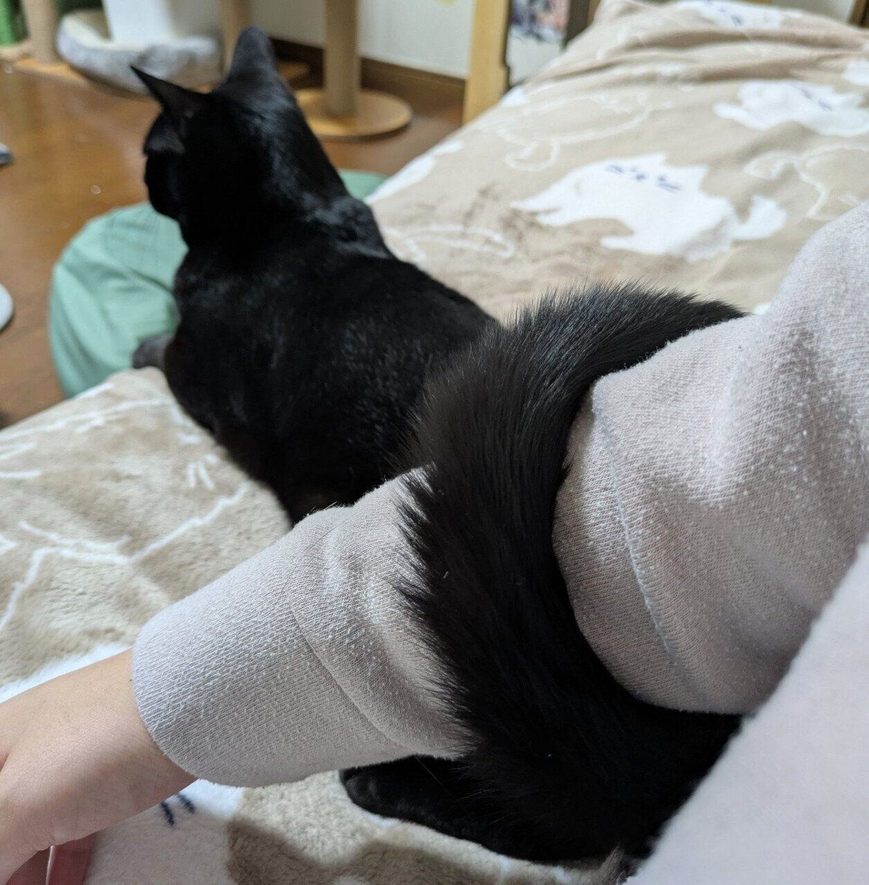 飼い主さんの腕にしっぽを巻きつけるもなかくん