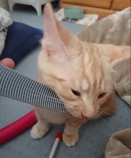 ねこじゃすりをかじる猫