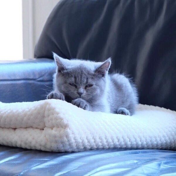 生後3カ月頃の子猫のまるみくん