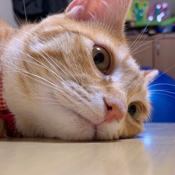 茶トラのこむぎちゃん