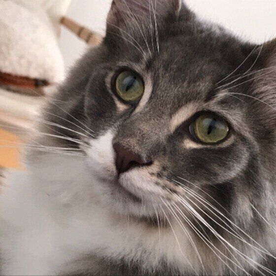 メインクーン・大和くん