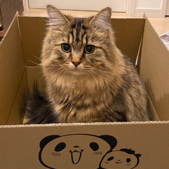 段ボール箱に入る猫