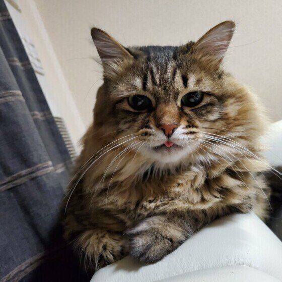 MIXキジトラのココナッツくん