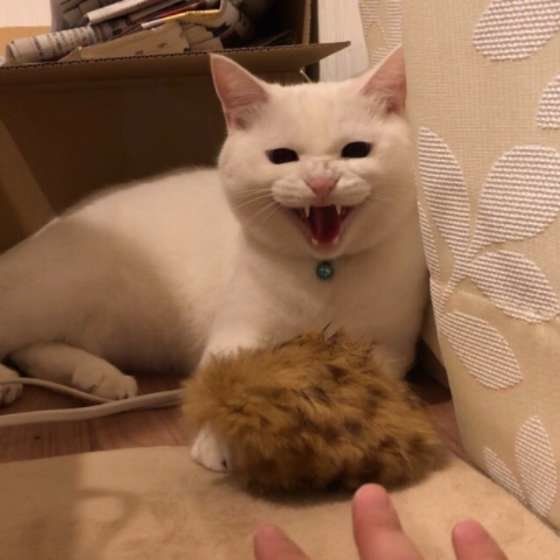 本気で威嚇する猫（MIX）