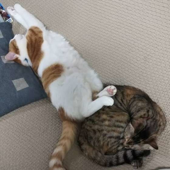 一直線寝するハルくんに踏まれながらアンモニャイトする猫