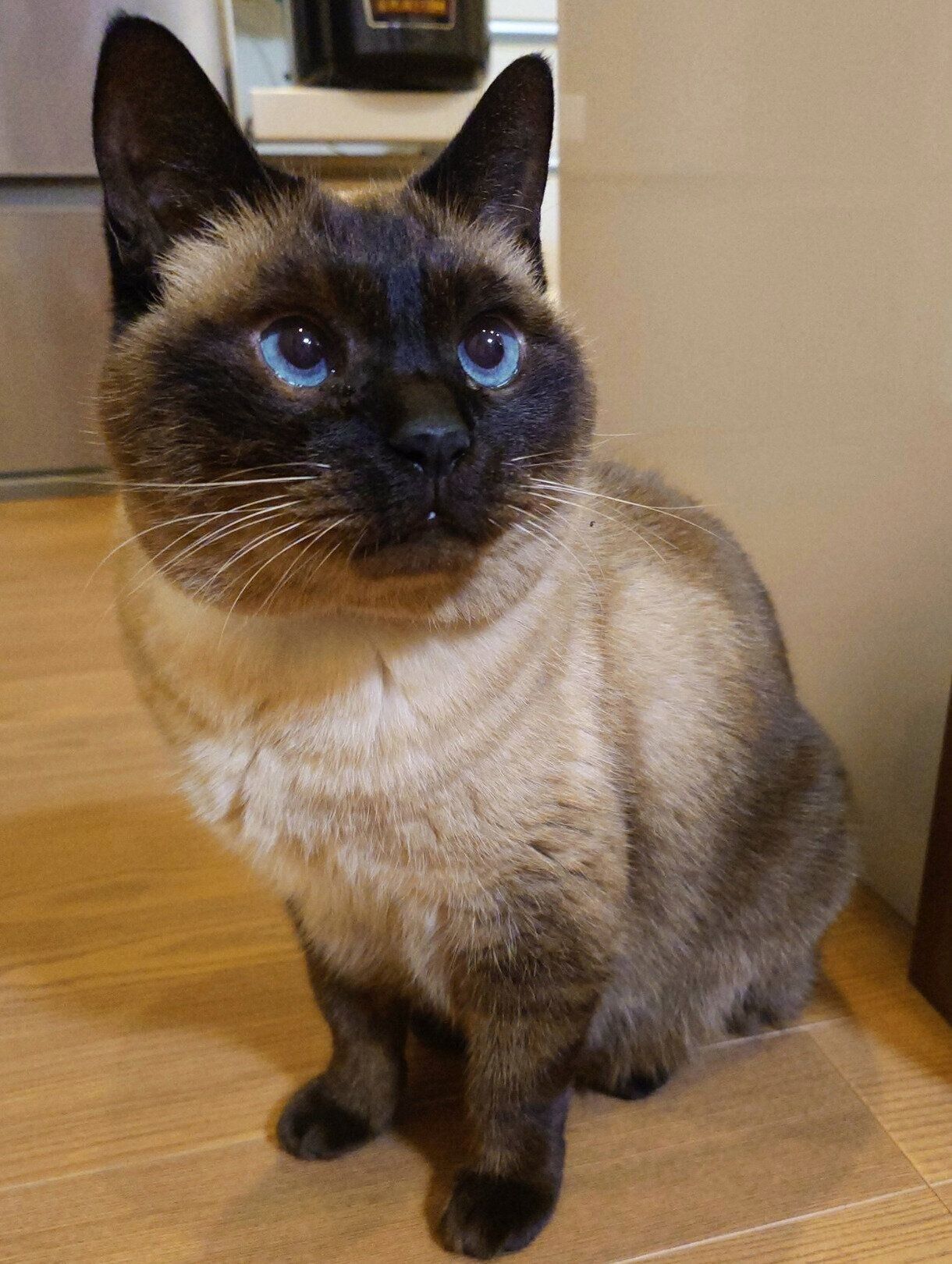 11才になったルシウスくん