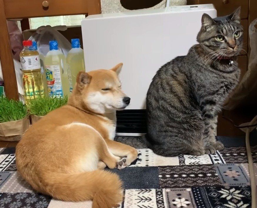 猫と犬