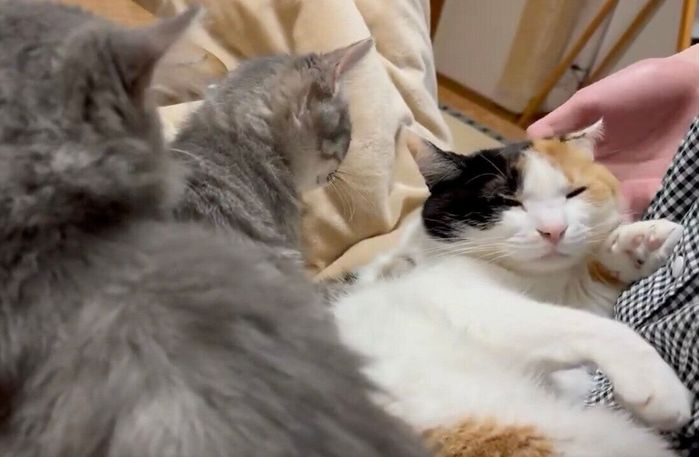 次男くんにマッサージしてもらう猫たち