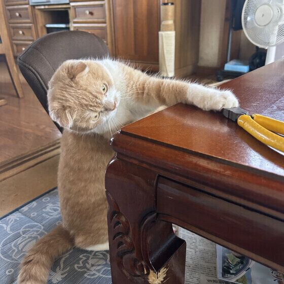 ミヌエットのうにくん