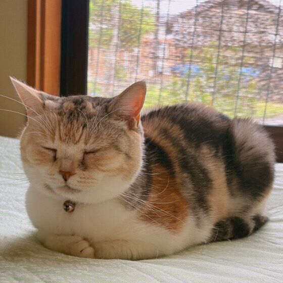 香箱座りをするスコティッシュフォールド