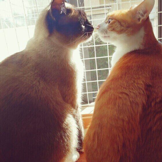 シャムのナツくんと同居猫ちゃん